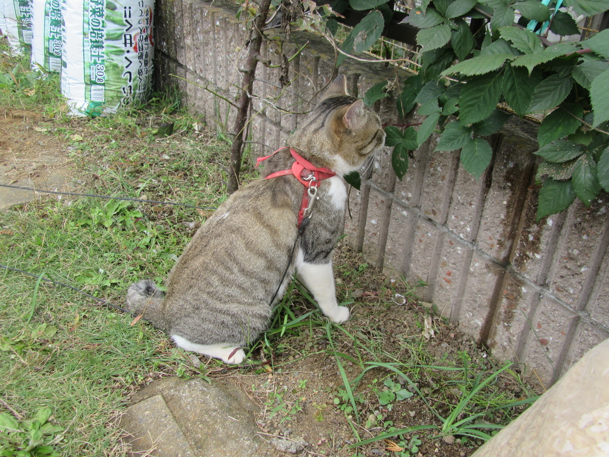 f:id:TAKAOKIYOMI:20201114201359j:plain f:id:TAKAOKIYOMI:20201114201359j:plain