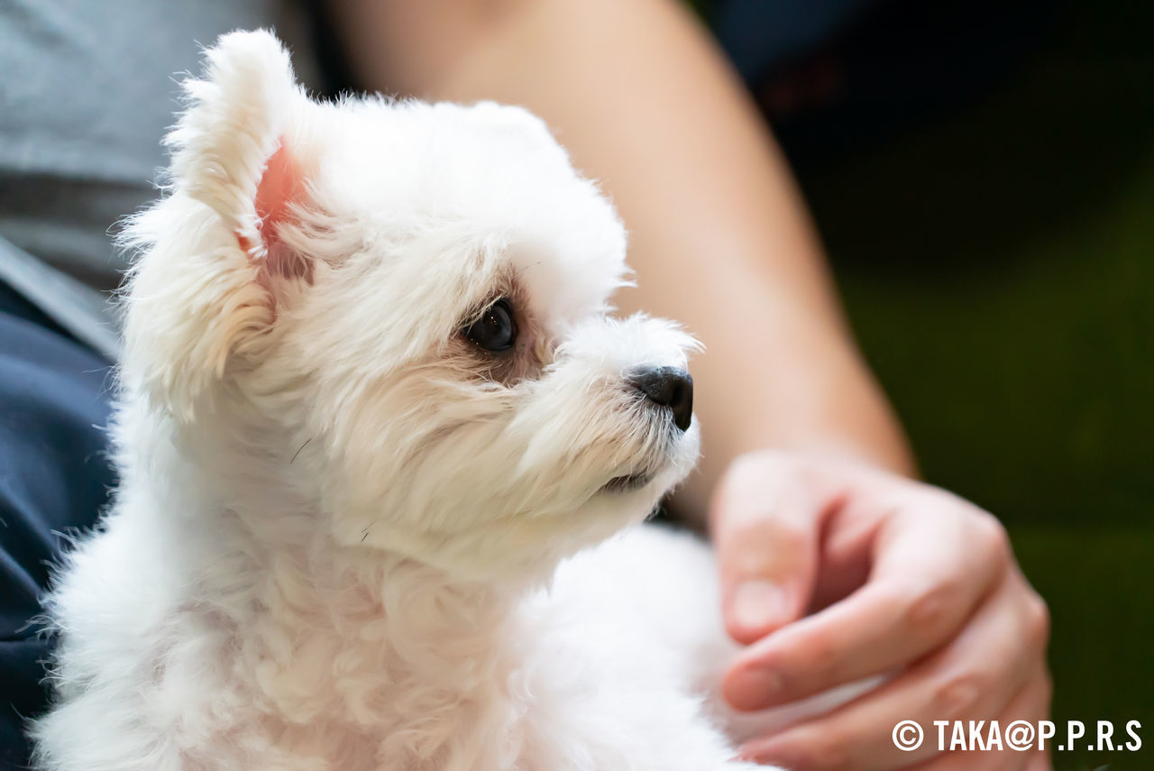 f:id:TAKAPPRS:20190627211903j:plain