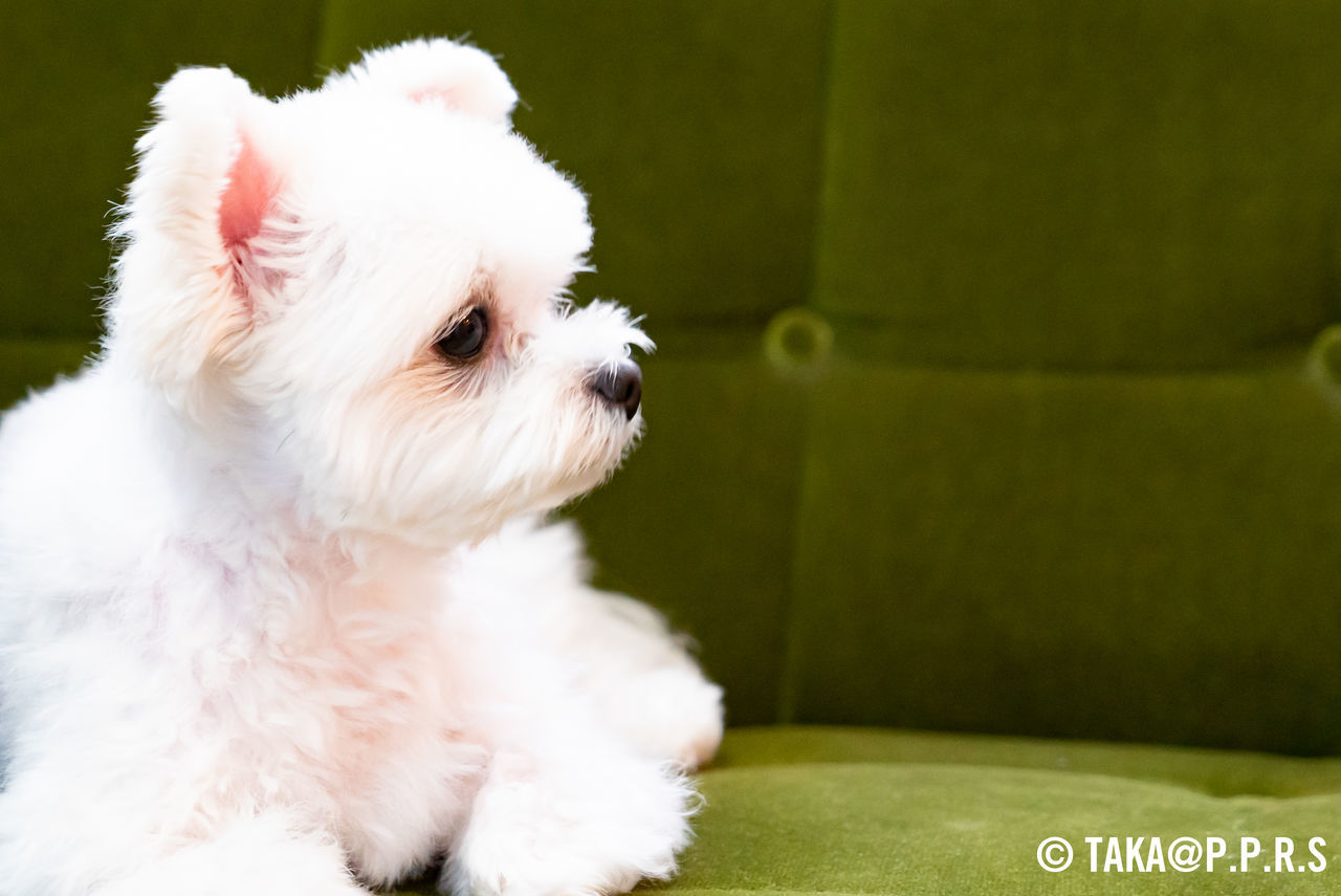 f:id:TAKAPPRS:20190627211917j:plain