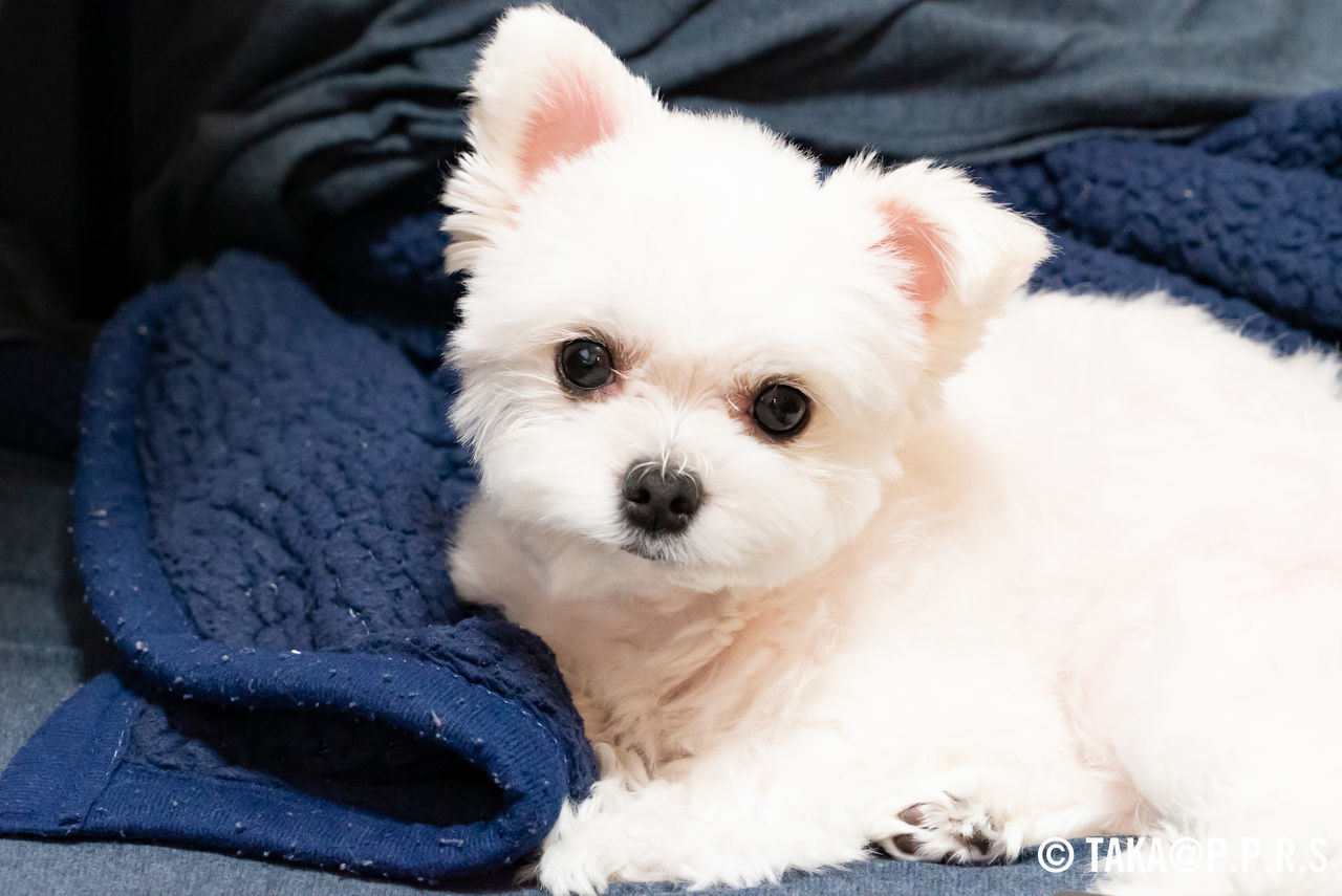 f:id:TAKAPPRS:20190627211957j:plain