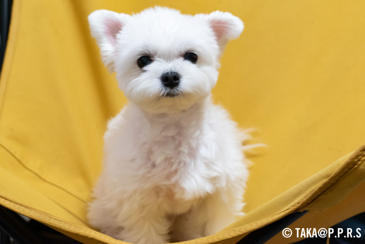 f:id:TAKAPPRS:20190627212013j:plain