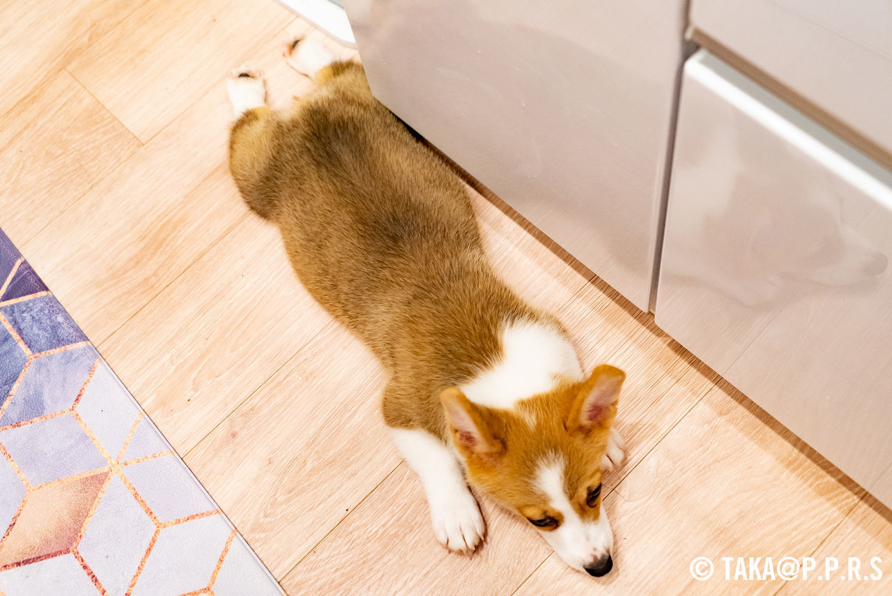 f:id:TAKAPPRS:20190707022232j:plain