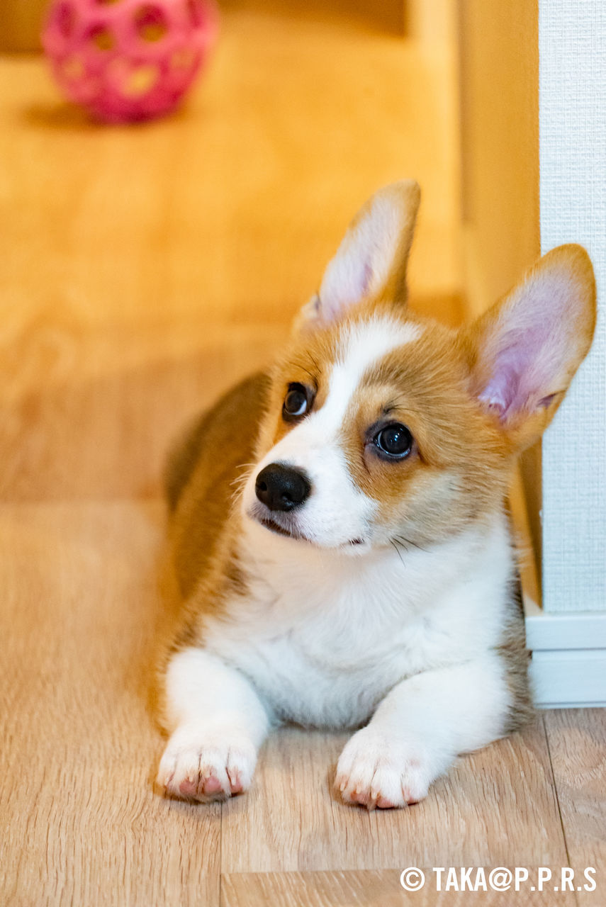 f:id:TAKAPPRS:20190707022355j:plain