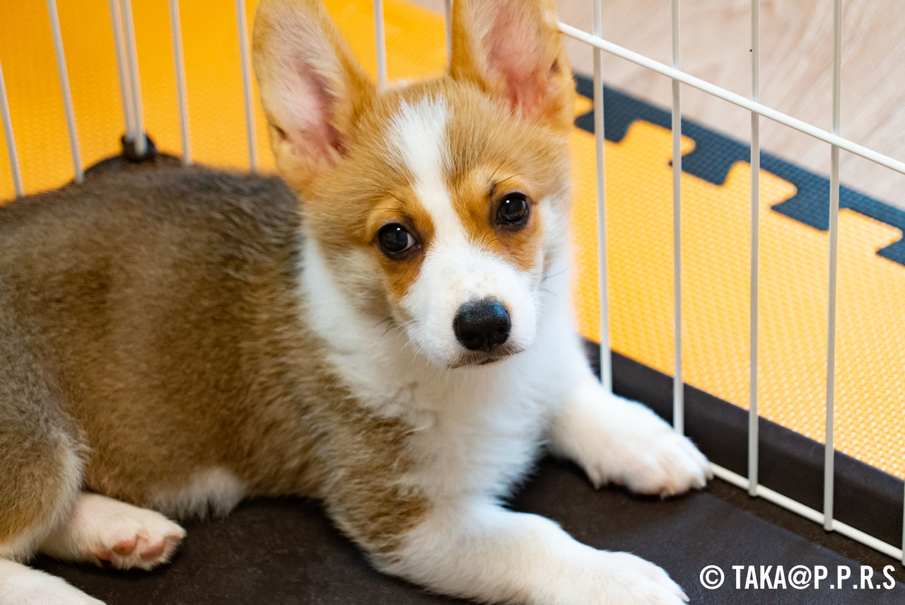 f:id:TAKAPPRS:20190707022646j:plain
