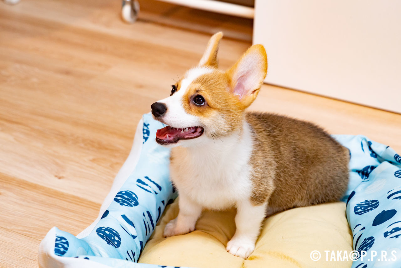 f:id:TAKAPPRS:20190707022948j:plain
