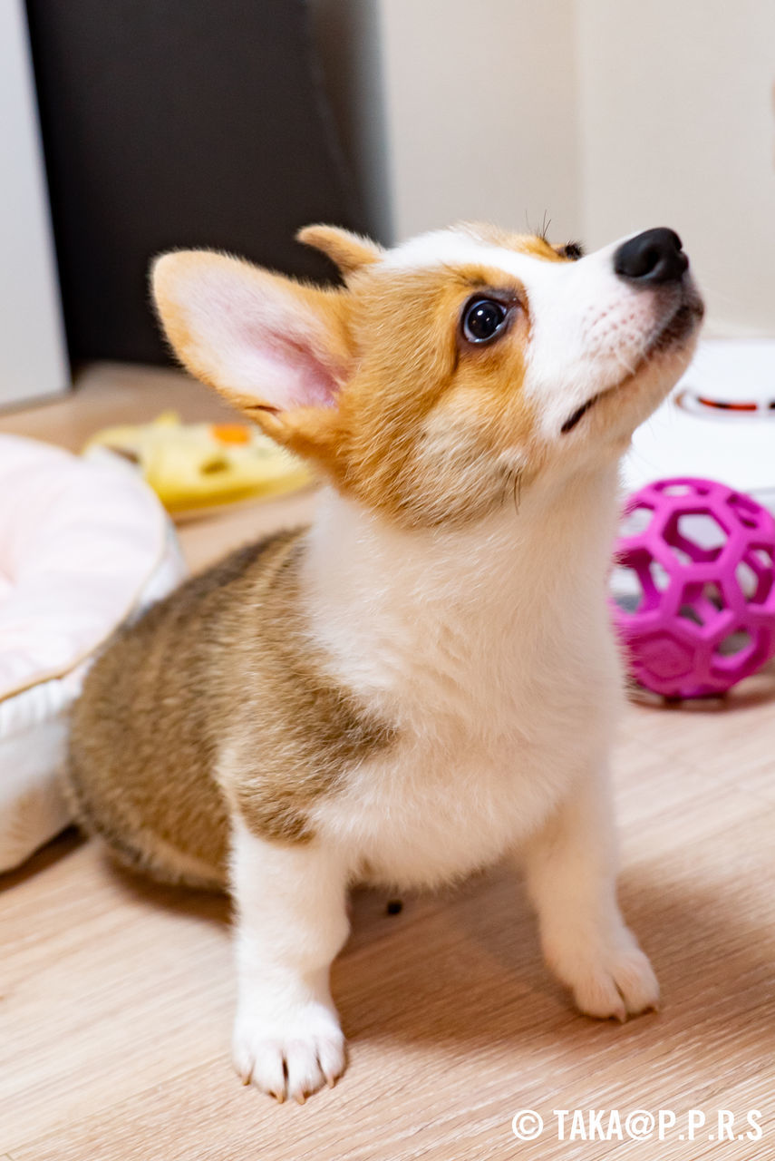 f:id:TAKAPPRS:20190707023106j:plain