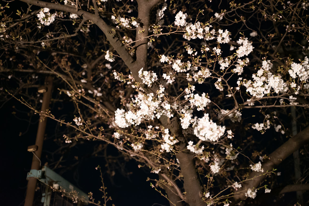 f:id:TAKAPPRS:20200322121336j:plain