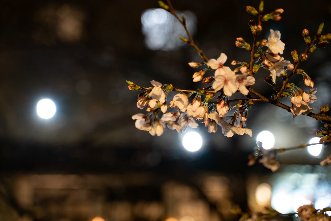 f:id:TAKAPPRS:20200322121416j:plain