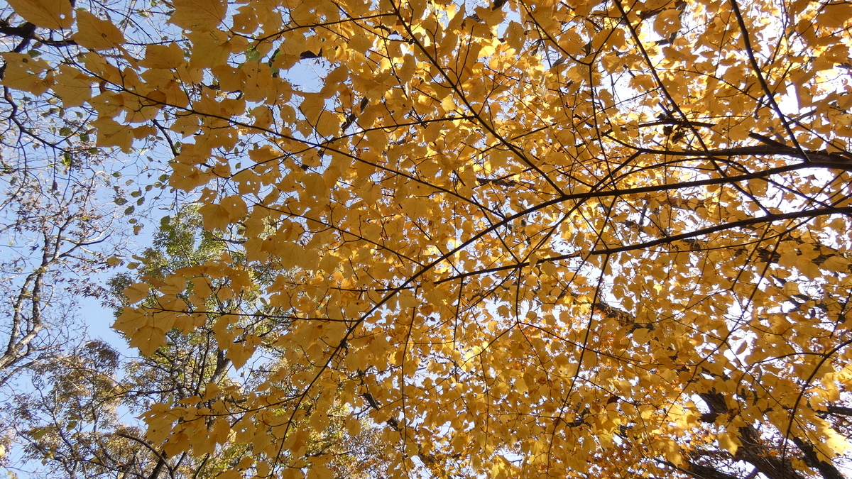 f:id:TAKETACHANNEL:20191121162055j:plain f:id:TAKETACHANNEL:20191121162055j:plain