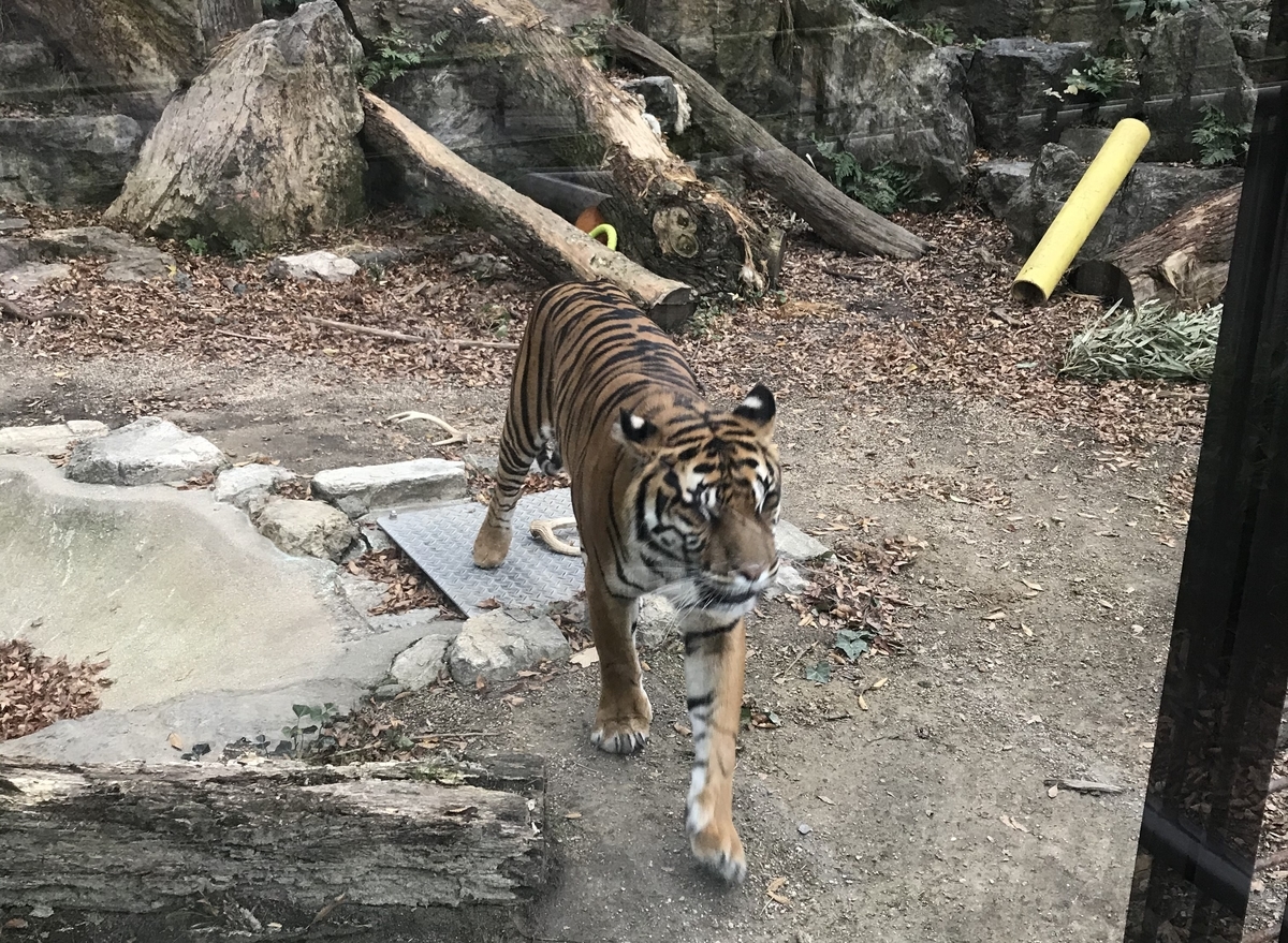 f:id:TAKETACHANNEL:20191204075547j:plain