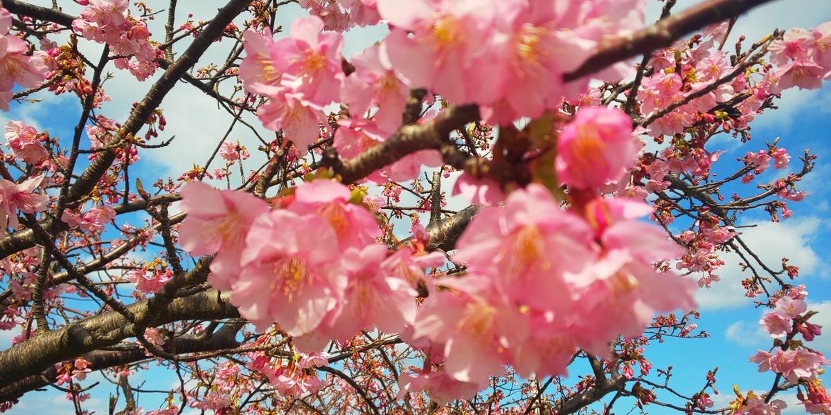 f:id:TAKETACHANNEL:20200207051250j:plain