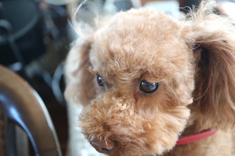 f:id:TAKEsan:20161127202629j:plain f:id:TAKEsan:20161127202629j:plain