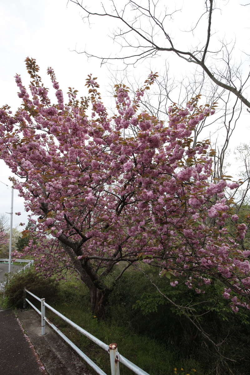 f:id:TAKEsan:20200728211845j:plain f:id:TAKEsan:20200728211845j:plain