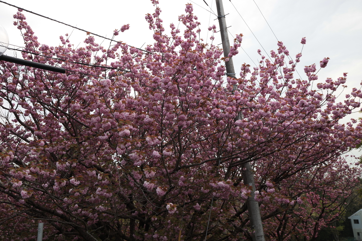 f:id:TAKEsan:20200728212041j:plain f:id:TAKEsan:20200728212041j:plain