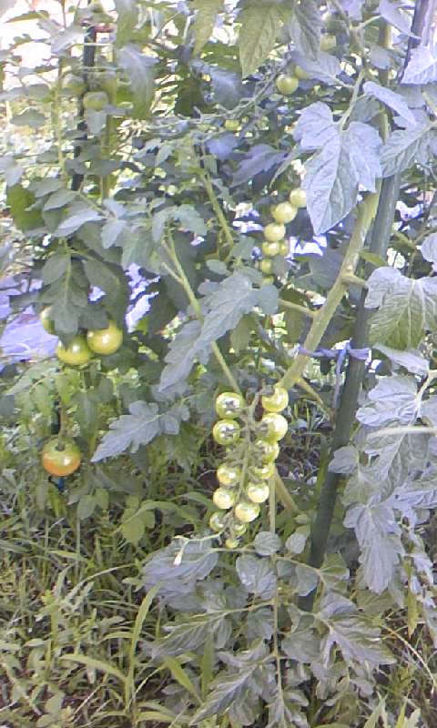 f:id:TAKINOI:20200630212133j:plain