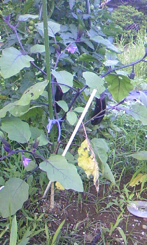 f:id:TAKINOI:20200630212149j:plain