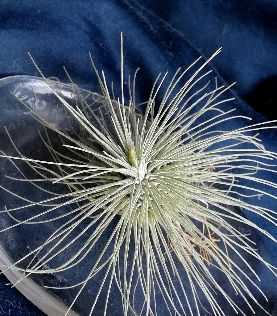 チランジア栽培 フックシーグラシリス おちゅーさんnoフロータイム チランジア パイプ等