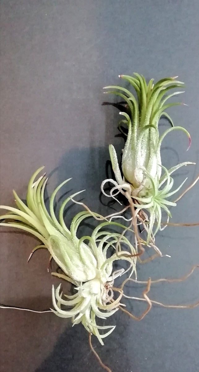 f:id:TAKUT:20190418103451j:plain f:id:TAKUT:20190418103451j:plain