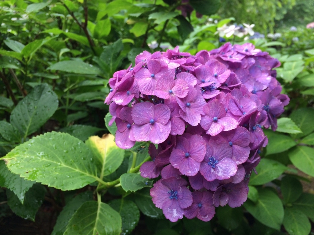 f:id:TAMURA-FM:20170625133437j:plain f:id:TAMURA-FM:20170625133437j:plain