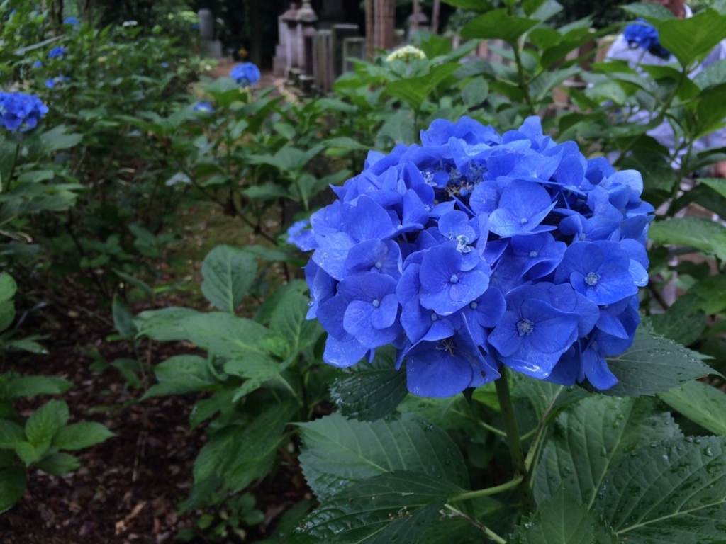 f:id:TAMURA-FM:20170625133445j:plain f:id:TAMURA-FM:20170625133445j:plain