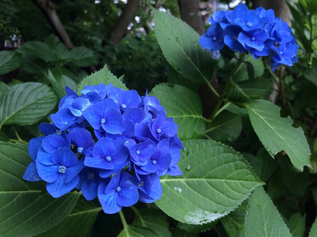 f:id:TAMURA-FM:20170625133504j:plain f:id:TAMURA-FM:20170625133504j:plain