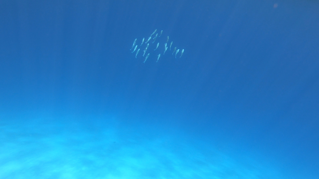 f:id:TARO20:20180710012609j:plain f:id:TARO20:20180710012609j:plain