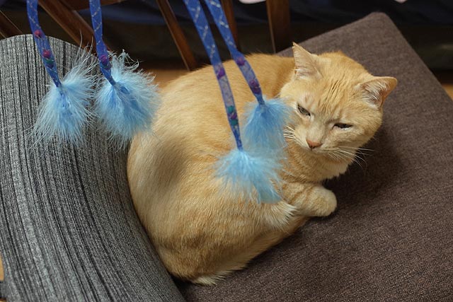 f:id:TARSAMA:20200225222237j:plain