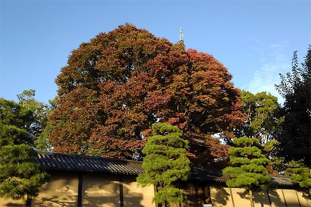 f:id:TARSAMA:20201109215923j:plain