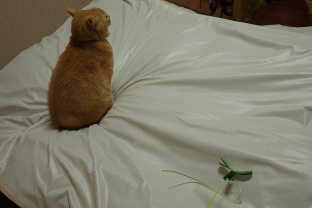 f:id:TARSAMA:20210116221727j:plain