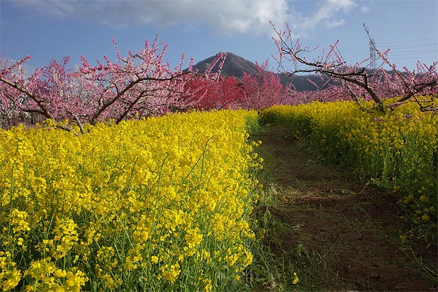 f:id:TARSAMA:20210407205058j:plain