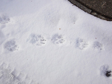 雪　犬のあしあと　足跡