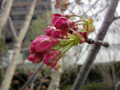 20120331　桜　つぼみ