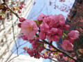 20120402　赤坂見附の桜