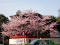 20120402　赤坂豊川稲荷の桜