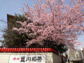 20120402　赤坂豊川稲荷の桜