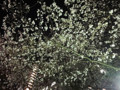 20120405　夜　虎ノ門の桜