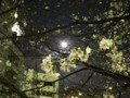 20120405　夜　虎ノ門の桜