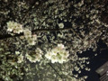 20120405　夜　虎ノ門の桜