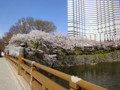 20120406　弁慶橋　赤ﾌﾟﾘ　桜