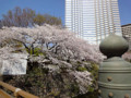 20120406　赤ﾌﾟﾘ　桜