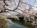 20120406　赤ﾌﾟﾘ　桜