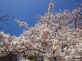 20120406　赤ﾌﾟﾘ　桜