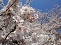 20120406　赤ﾌﾟﾘ　桜