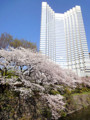 20120406　赤ﾌﾟﾘ　桜