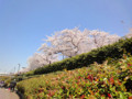 20120408　浅草　隅田川沿いの桜