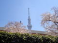 20120408　浅草　隅田川沿いの桜