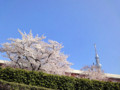 20120408　浅草　隅田川沿いの桜