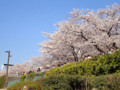 20120408　浅草　隅田川沿いの桜