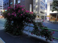 ﾊﾞﾗ　薔薇　夜