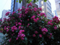 ﾊﾞﾗ　薔薇　夜